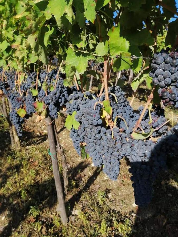 Agriturismo Torre Gialluise Gesualdo 외부 사진